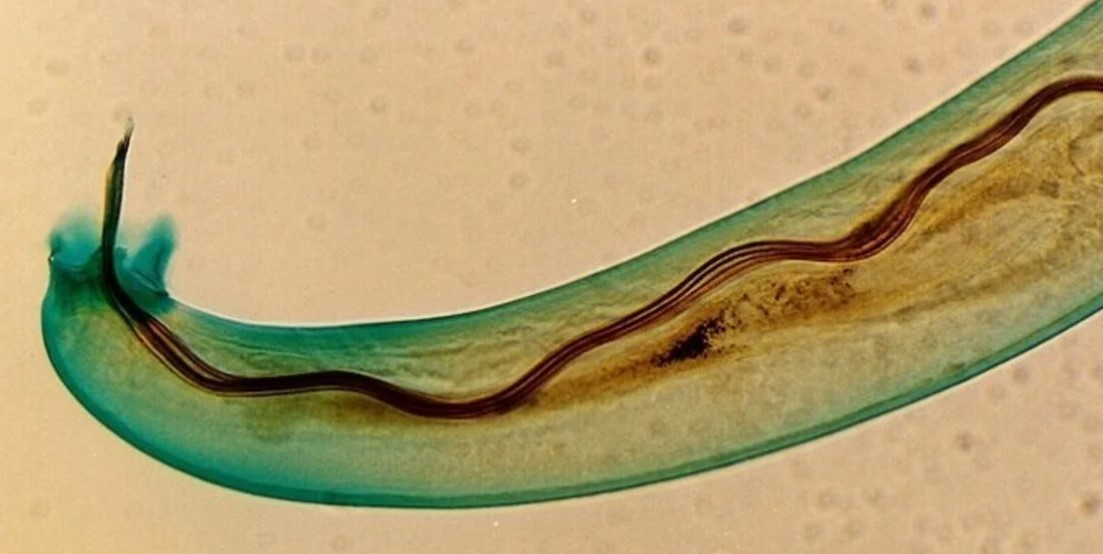Alerta en Europa: Detectaron un gusano que enferma de meningitis a los humanos