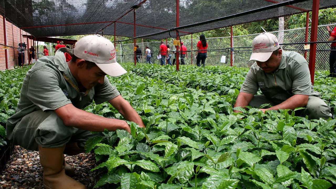 La producción de café en Venezuela retrocedió más de 100 años