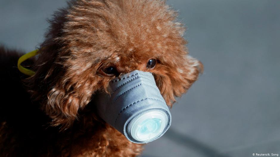 Un poodle asintomático, el primer perro con la variante británica del coronavirus registrado en España