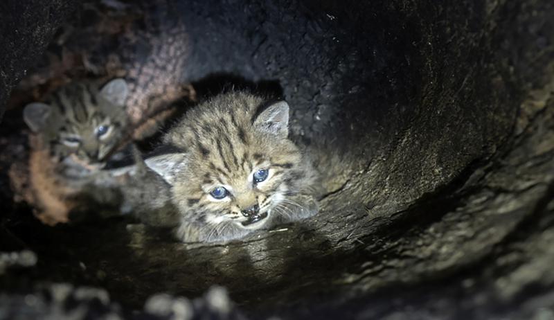 Descubrieron inusual guarida linces ocultos dentro de un árbol en zona azotada por incendios en California