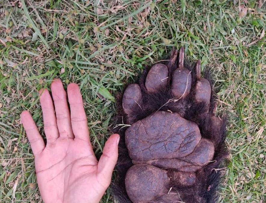 Alarma ambientalista en la Sierra de Perijá: Cazaron a un oso andino para comérselo