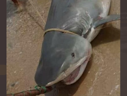 EN VIDEO: Pescadores fueron sorprendidos por un tiburón en Macuto… ¡Y lo cazaron!
