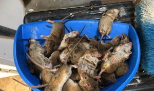 VIDEOS: Así se ve la plaga de ratones que invade Australia sin tregua