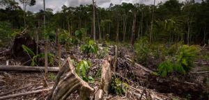 Amazonia peruana sufrió en 2020 la más alta deforestación en dos décadas