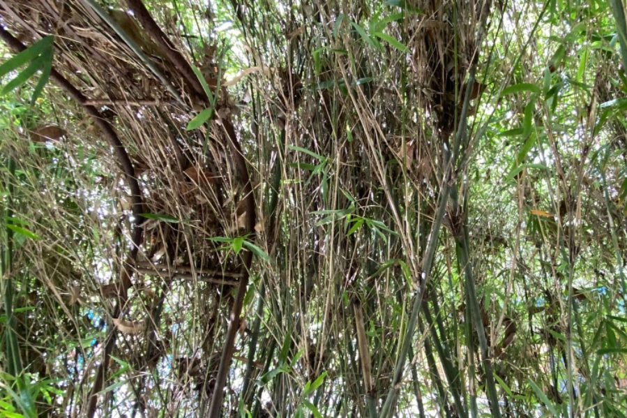Reto visual: Esta serpiente se escondió perfectamente entre las ramas de estos árboles ¿puedes verla?
