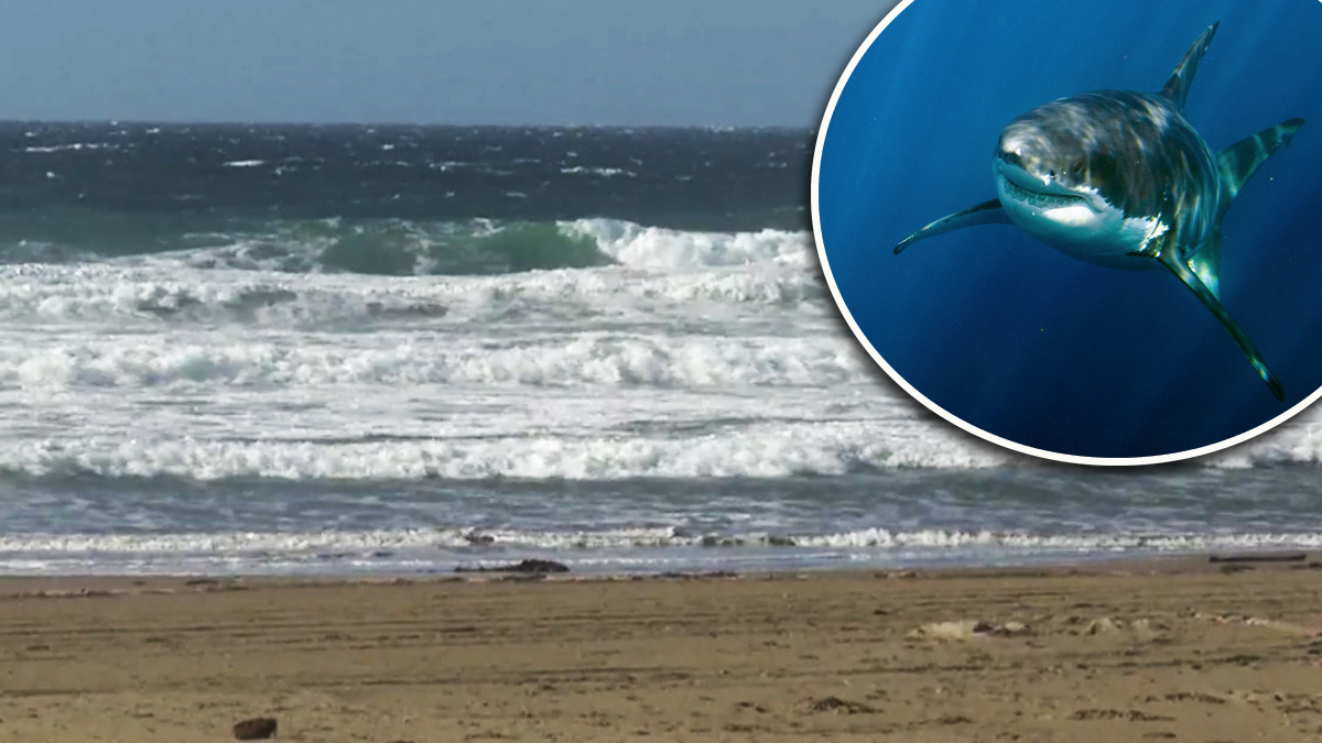 Sangriento día de playa: Tiburón devoró a un bañista en California