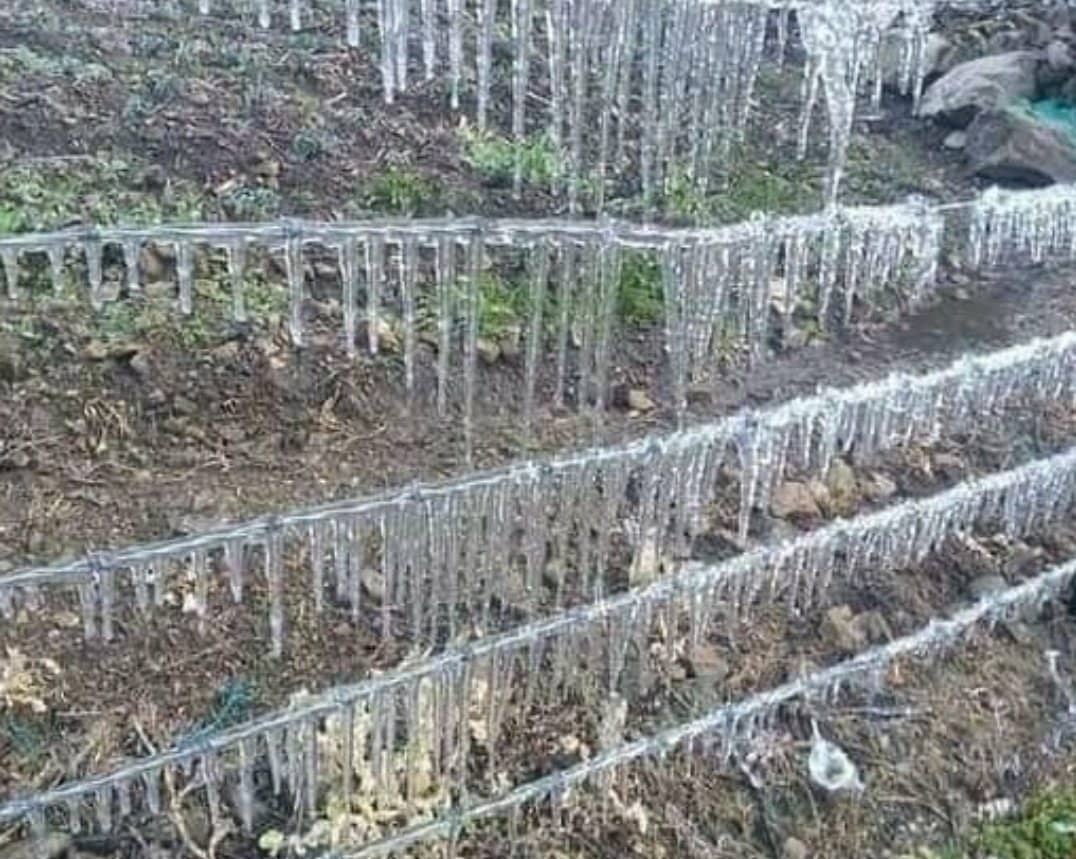 Podrían dispararse los precios de las hortalizas debido a las bajas temperaturas en el páramo merideño