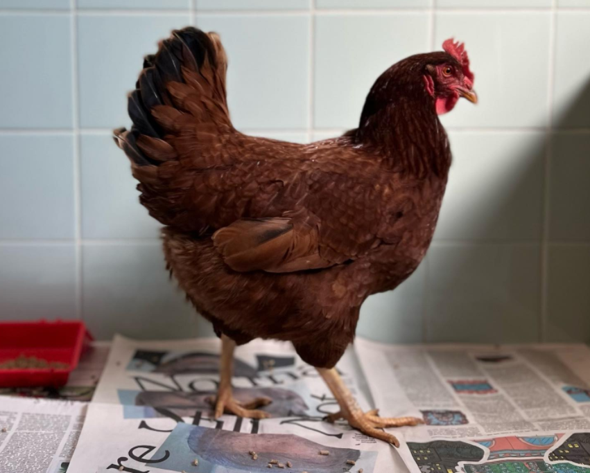 ¡Intruso en el perímetro! Gallina fue detenida por entrar en la zona de seguridad del Pentágono (Imágenes)