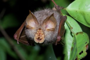 Redescubren una especie de murciélago que estaba “perdida” desde hace 40 años