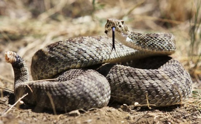 Serpientes de cascabel 