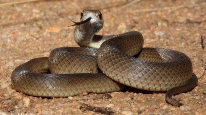 Dos personas sufrieron de mordeduras de serpiente en Lara