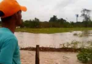 Lluvias inundaron vías agrícolas y campos en producción en la parroquia Santa Inés de Barinas (VIDEO)