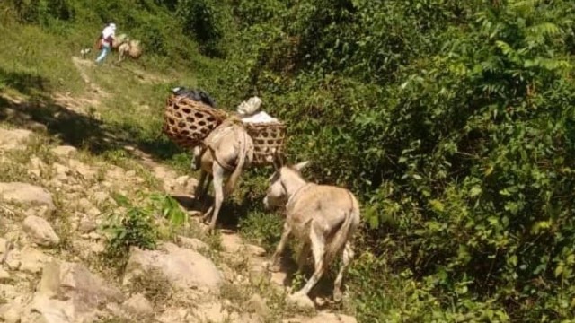 Anzoátegui coffee growers move production “on the back of a beast”, as in ancient times