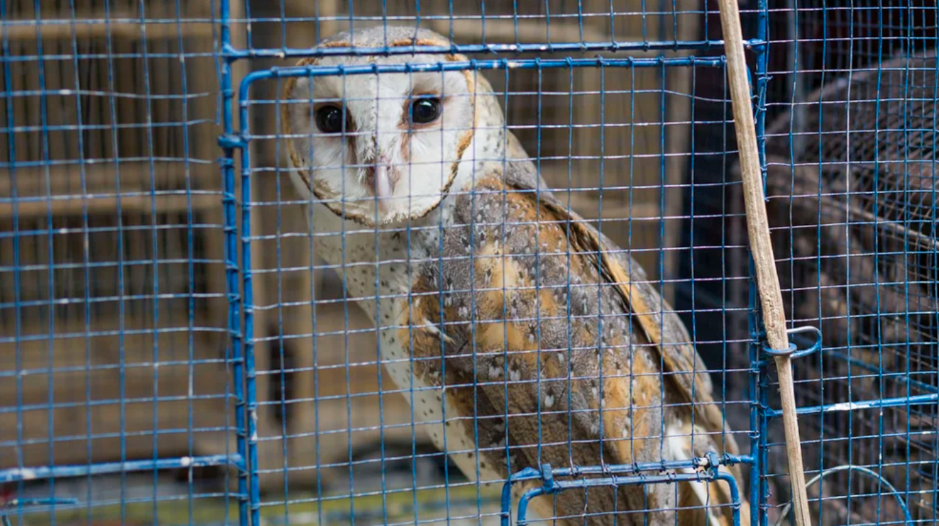 Desmantelan banda “Los Naturales”: red que traficaba ilegalmente especies en vía de extinción en Colombia