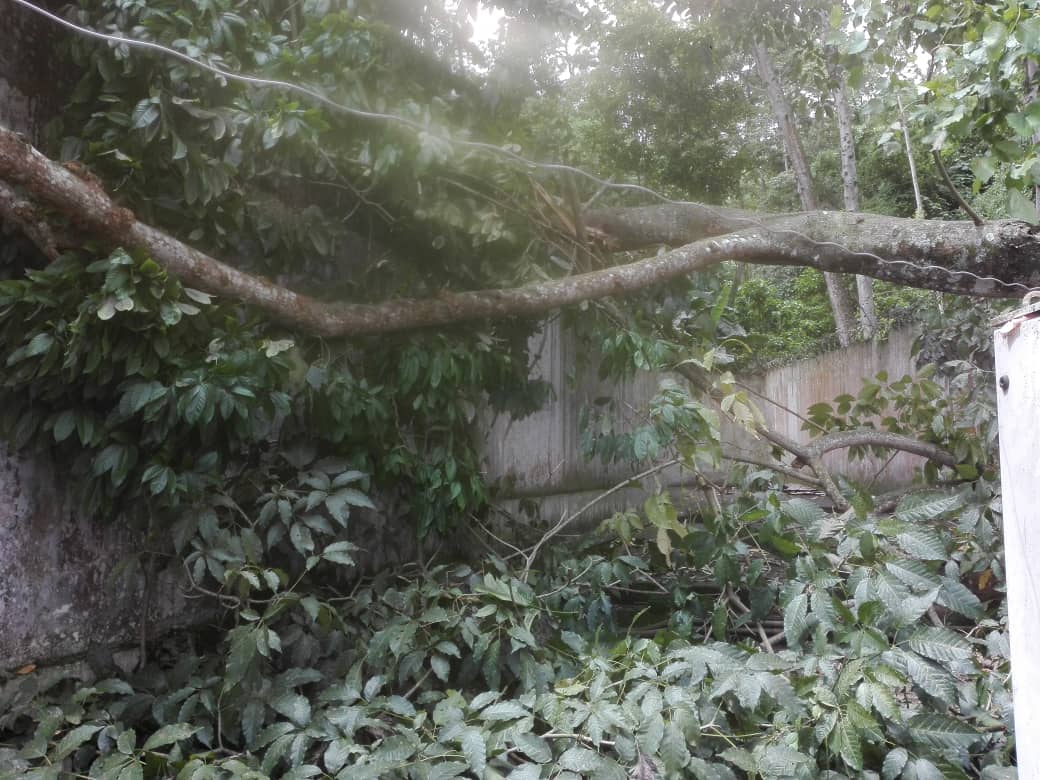 Árbol caído sobre instalación de Cantv generó fallas en el servicio de telecomunicaciones