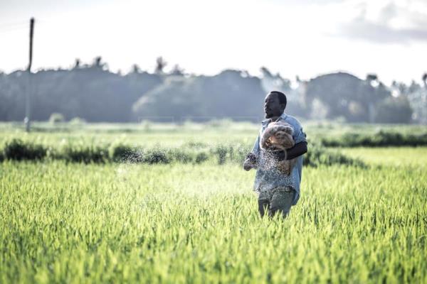 La FAO alerta sobre una plaga de 21 millones de aves que “devasta” los cultivos de Tanzania