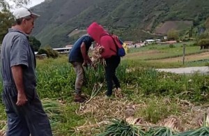En Mérida se pierden las cosechas de cebollín por alta producción y baja demanda en el mercado