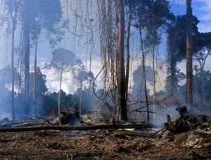 Como si tres Caracas se perdieran cada año: la voraz deforestación que asola a Venezuela