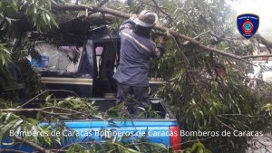 Retiran enorme árbol que cayó sobre tres carros en el Bloque 7 de Propatria este #6Oct (FOTOS)