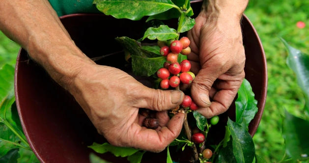 Caficultura venezolana: dos décadas de destrucción