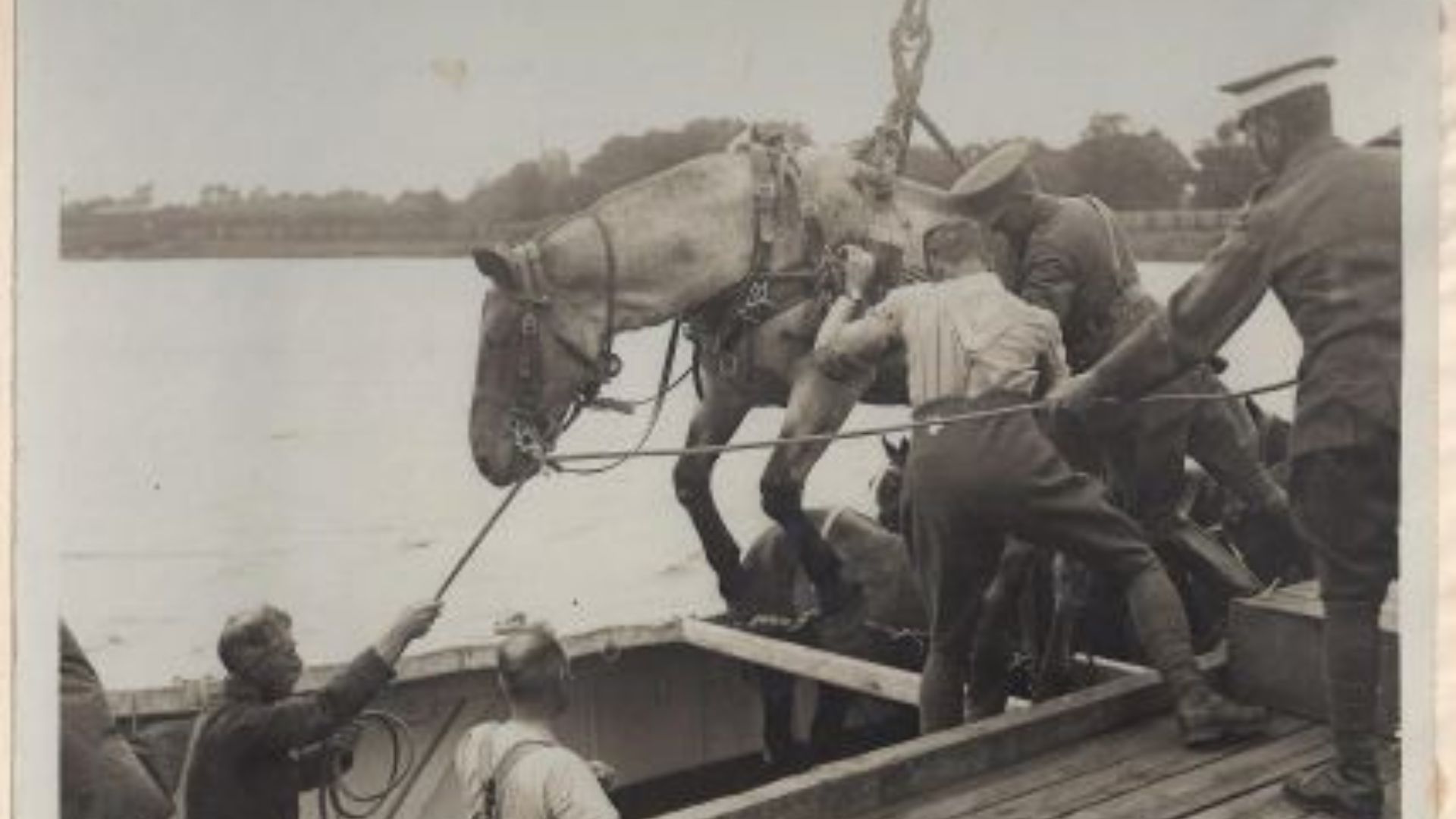 Warrior, el heróico caballo que hizo historia con la medalla Dickin por sus hazañas en la Primera Guerra Mundial