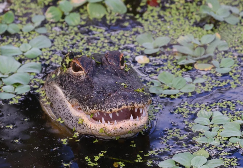 Fue atacado por un caimán en un lago mientras se lavaba las manos