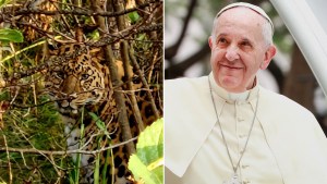 Conozcan a Martín Fierro, el leopardo de un zoológico ruso “protegido” por el papa Francisco