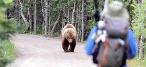 “No empujar al más lento”: El insólito consejo de Parques Nacionales de EEUU para sobrevivir a un oso asesino