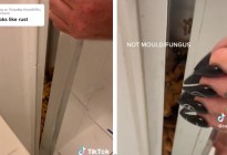 “El olor es repugnante”: el increíble descubrimiento de una joven detrás de una pared en su baño (VIDEO)