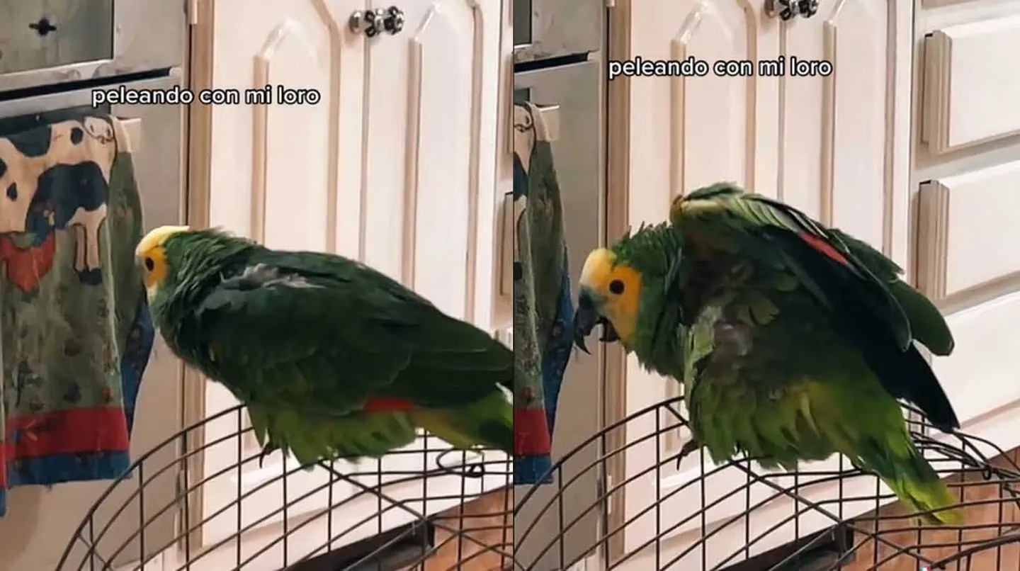 “Necesito silencio”: Una joven quería grabar un audio, su loro no la dejaba y tuvieron una divertida discusión (VIDEO)