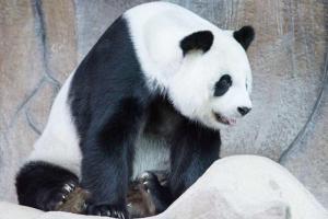 Panda gigante cedida por China muere en Tailandia a los 21 años