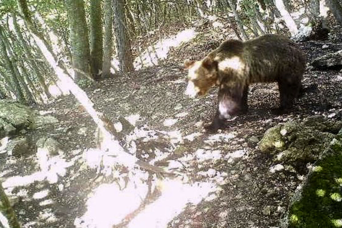 Capturada la osa que mató a un senderista en los Alpes italianos