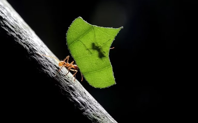 El aroma de atracción sexual de las plantas puede ahuyentar los insectos y actuar como insecticida natural