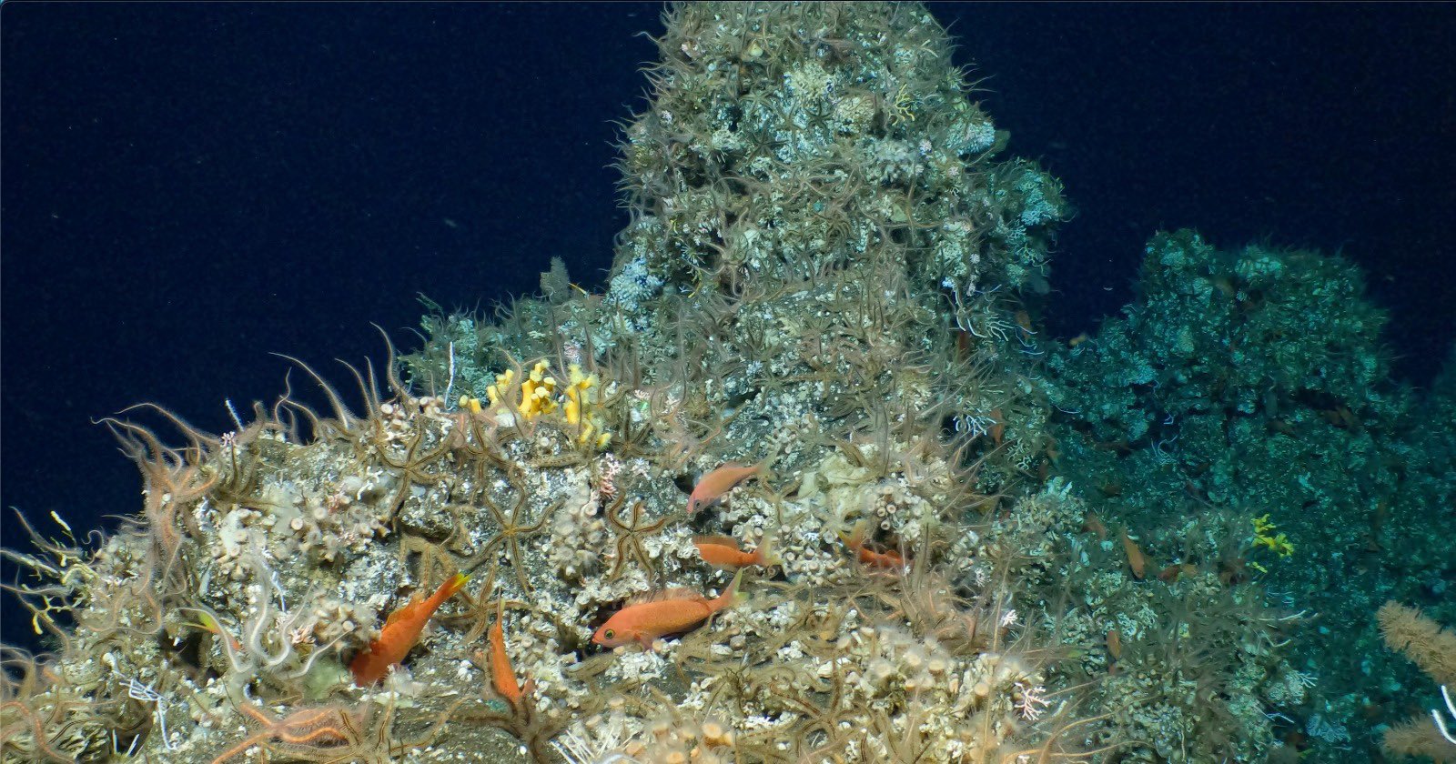 Descubren un inmenso, antiguo e intacto arrecife de coral en las Galápagos