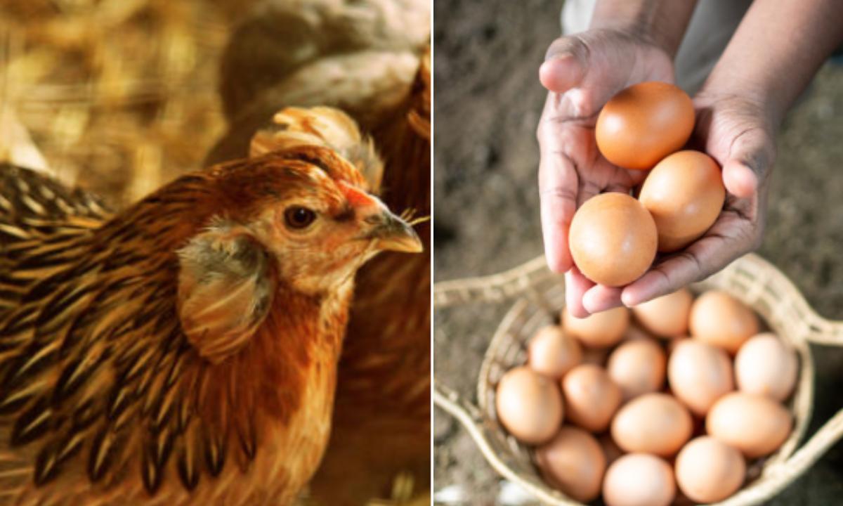 ¿Qué fue primero, el huevo o la gallina? Esto responde la física cuántica