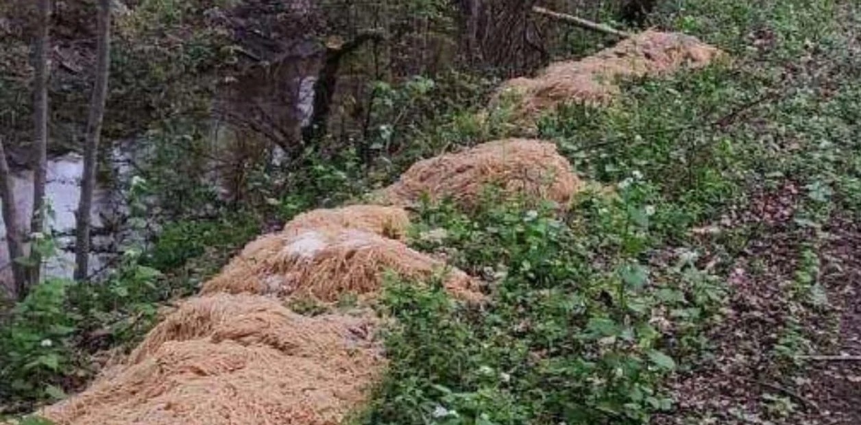 El misterio del espagueti: El insólito hallazgo en un bosque de Nueva Jersey que desconcierta a todos