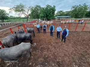 Desmantelan banda delictiva dedicada al robo de búfalos en Apure