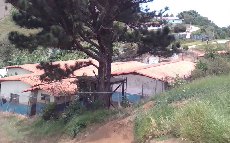 Mamarro e’ árbol amenaza con caer y destruir la mitad una escuela en Táchira