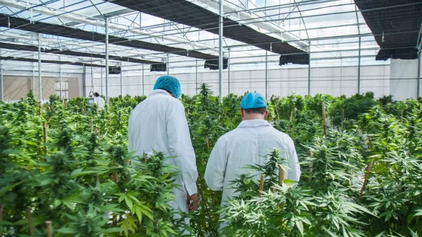 Cerró la planta de cannabis medicinal más grande de América Latina y despidió a los trabajadores por WhatsApp