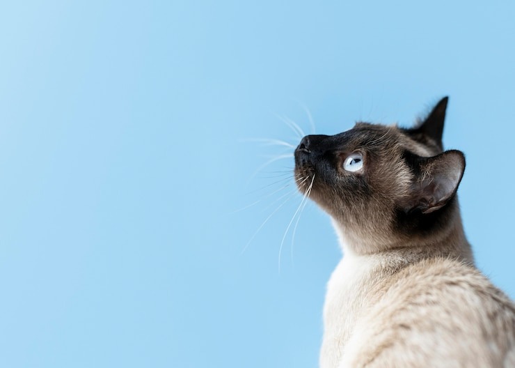 Lo encontraron muerto en su casa: sus gatos le comieron las piernas y un brazo