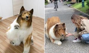 EN VIDEO: joven “youtuber” pagó casi 15 mil dólares para “convertirse” en perro y así se comporta en las calles