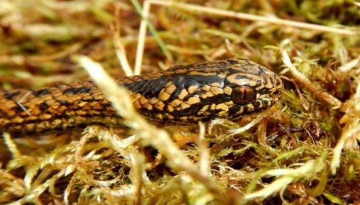 “Harrison Ford”: la nueva especie de serpiente que fue descubierta en la selva de Perú