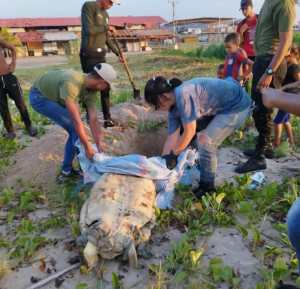 Hallaron tortuga marina muerta en costas de Puerto La Cruz (FOTO)
