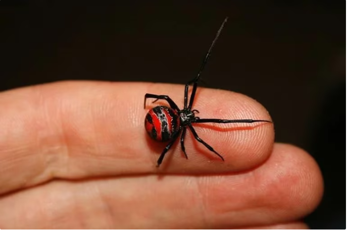 Quería convertirse en Spider-Man: el insólito caso del niño que se dejó picar por una viuda negra