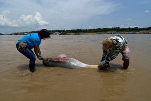 Drama en la Amazonía: hallaron muertos a más de 100 delfines de río, en peligro de extinción