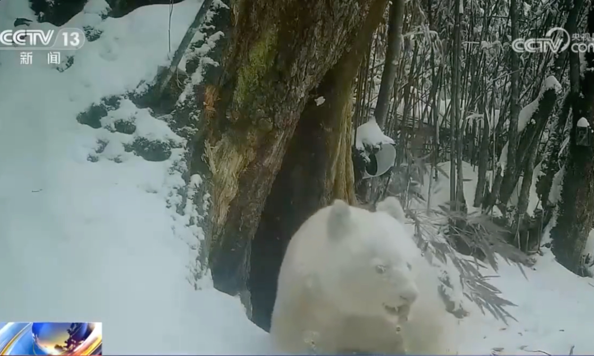 Primeras IMÁGENES del único oso panda albino del mundo