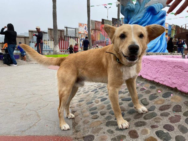 Terminó el sueño americano para “Oso”: el perro que cruzó la frontera hacia EEUU fue “deportado”