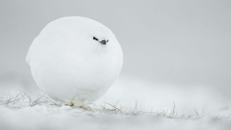 Comedy Wildlife Awards 2023: las FOTOS más cómicas entre las finalistas que harán que llores de la risa