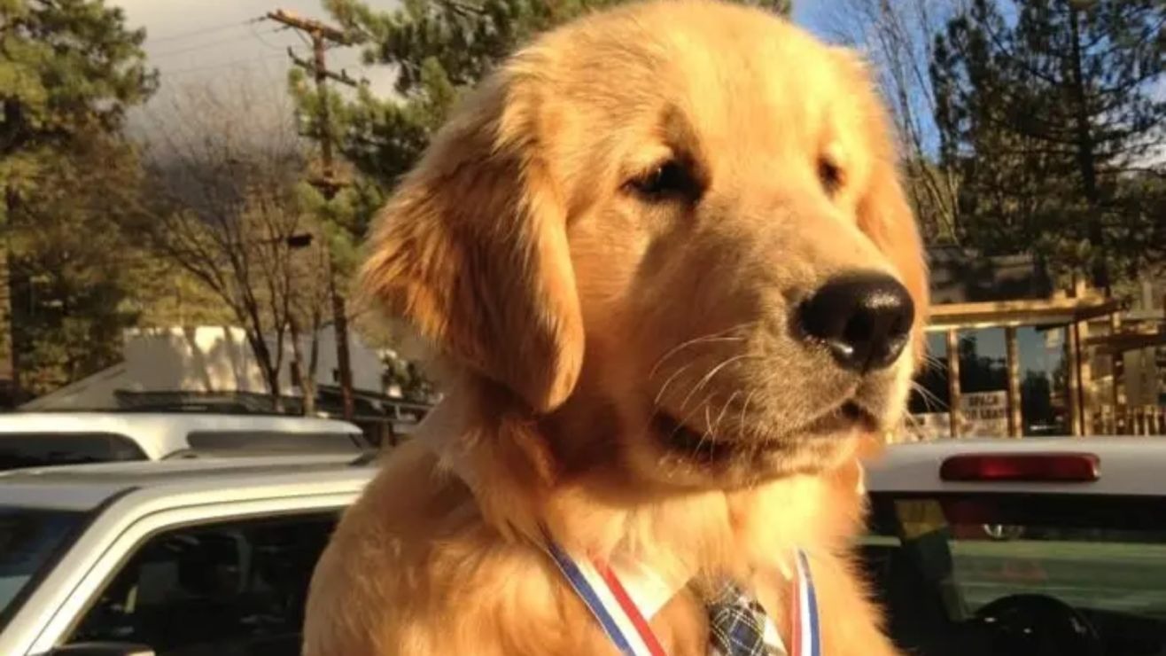 El pueblo de California que solo permite alcaldes animales y un perro va por su tercer mandato