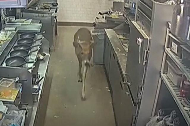 VIRAL: Venado irrumpió un restaurante en Wisconsin en plena hora de almuerzo y desató el caos (VIDEO)